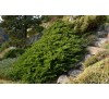 Можжевельник казацкий  Тамарисцифолия  (Tamariscifolia) С2